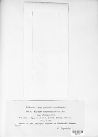Erysiphe lamprocarpa image
